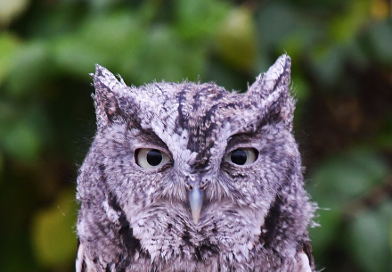 Eastern Screech Owl